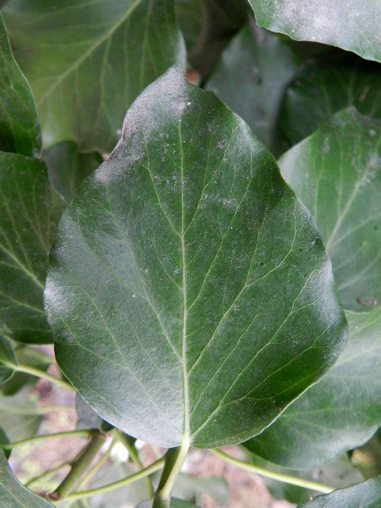 Hedera sp.da identificare